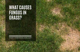 What Causes Fungus in Grass?